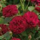 Троянда Дарсі Бассел. (Darcey Bussell) АНГЛ. CS0294 фото 5