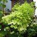 Гортензія волотиста Полар Бір. (Hydrangea paniculata Polar Bear) ШТАМБ CS2674 фото 3