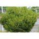 Сосна черная &ndash; Pinus nigra Brepo (диаметр D 25-35 см, контейнер 10л) CS2321 фото 4
