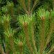 Сосна черная &ndash; Pinus nigra Brepo (диаметр D 25-35 см, контейнер 10л) CS2321 фото 3
