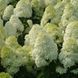 Гортензія волотиста Полар Бір. (Hydrangea paniculata Polar Bear) ШТАМБ CS2674 фото 2