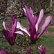 Магнолия гибридная Орхид. (Magnolia Orchid) C10 CS2874 фото 1