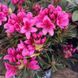 Рододендрон Grazeasy Dark Pink C12 H50-60см (Rhododendron Grazeasy Dark Pink)  V01745 фото 3
