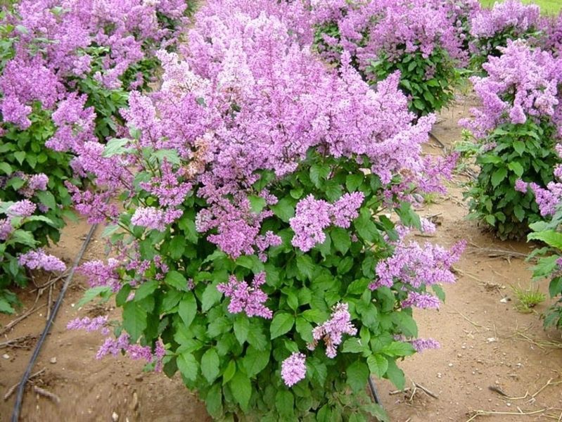 Сирень престон Минует. (Syringa prestoniae Minuet) CS2974 фото