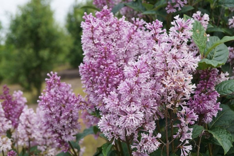 Сирень престон Минует. (Syringa prestoniae Minuet) CS2974 фото
