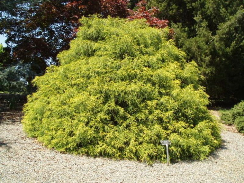 Кіпарисовик горохоплідний Санголд. (Chamaecyparis pisifera Sungold) С5 CS2171 фото