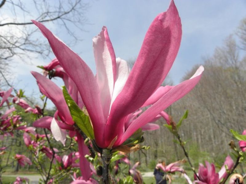 Магнолия гибридная Орхид. (Magnolia Orchid) C10 CS2874 фото