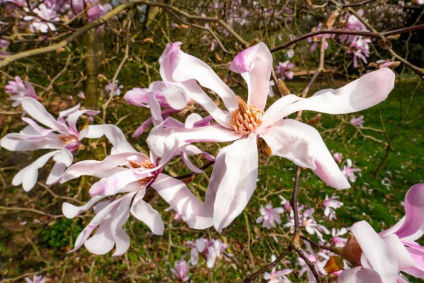 Магнолия гибридная Орхид. (Magnolia Orchid) C10 CS2874 фото