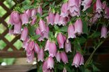 Колокольчик точечный (Campanula punctata) Р9 V70221 фото