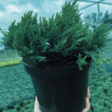 Ялівець горизонтальний/Juniperus horizontalis Blue Forest С2 000N1005 фото