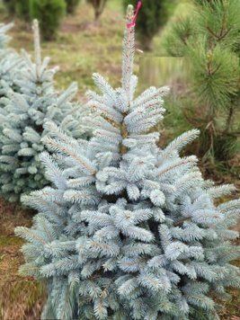 Ель голубая премиум сорта Маджестик. (Picea Blue SPRUCE Majtstic) С1,5 CS2072 фото