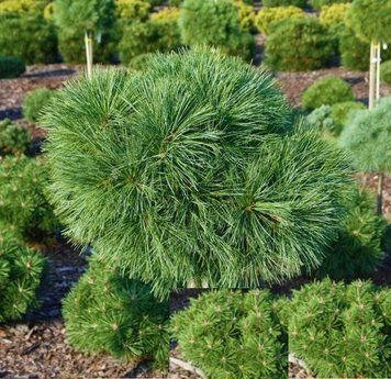 Сосна Веймутова Грег. (Pinus strobus Greg) С15 CS2322 фото