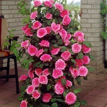 Роза Гертруда Джекил. (Gertrude Jekyll) АНГЛ. В КОНТЕЙНЕРЕ CS0395 фото