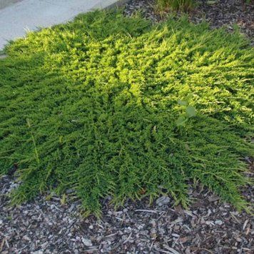 Ялівець Принц Уельський. (Juniperus horizontalis Prince of Wales) С5 CS2222 фото
