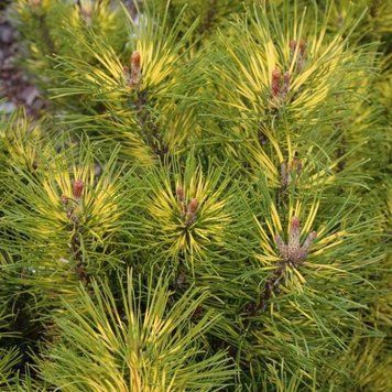 Сосна горная Саншайн. (Pinus mugo Sunshine) С15 CS2372 фото