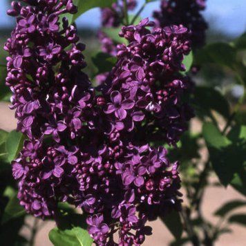 Сирень обыкновенная 'Найт'. (Syringa vulgaris Night) CS2975 фото