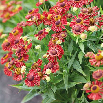 Гелениум &laquo;Мариачи Сиеста&raquo; (Helenium hybridum 'Mariachi Siesta') С3 V54187 фото
