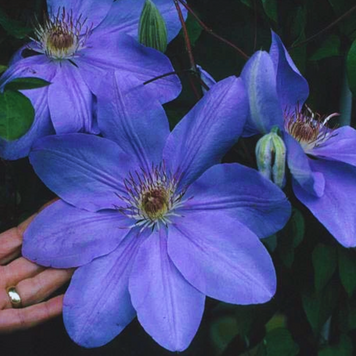 Клематис Миссис Чолмондели. (Clematis Mrs Cholmondeley) ІІ группа