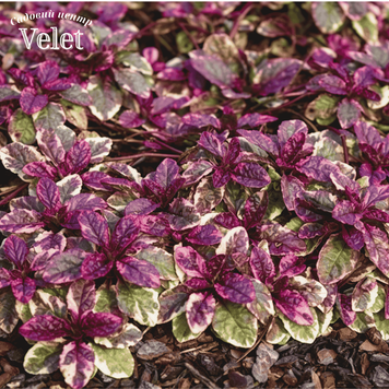 Живучка ползучая Бургунди Глоу. (Ajuga reptans Burgundy Glow) P9