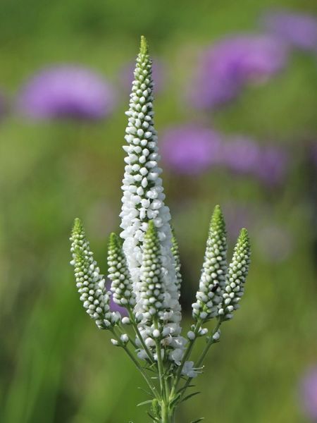 Вероника колосистая &laquo;Фест Леди&raquo; (Veronica spicata First Lady) C3 CS1795 фото