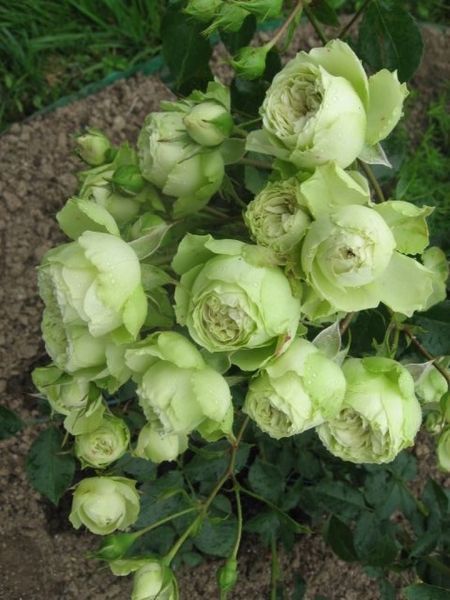 Роза &laquo;Лавли Грин&raquo; (Lovely Green). Флорибунда в горшке 4л