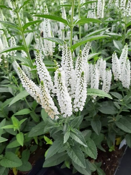Вероника колосистая &laquo;Фест Леди&raquo; (Veronica spicata First Lady) C3 CS1795 фото