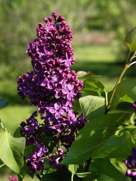 Сирень обыкновенная 'Найт'. (Syringa vulgaris Night) CS2975 фото