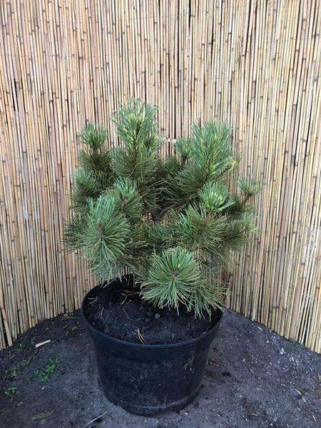 Сосна гірська Саншайн. (Pinus mugo Sunshine) С35 CS2372 фото