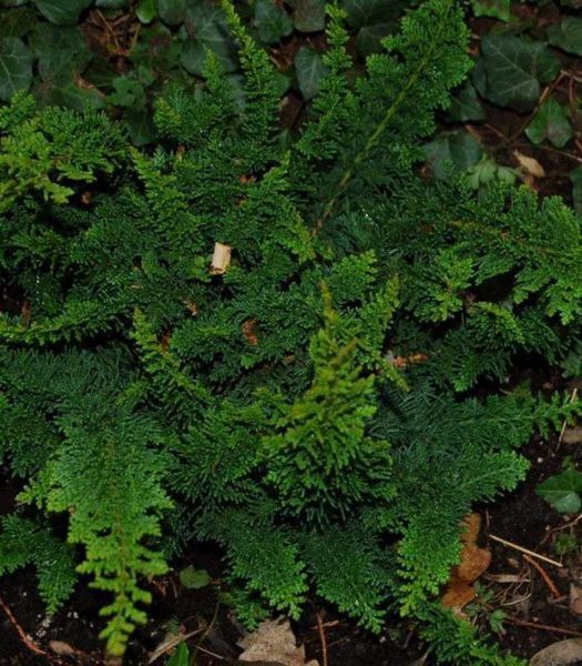 Кипарисовик туполистный Тедди Бир/Медвежонок. (Chamaecyparis obtusa Teddy Bear) С3 CS2172 фото