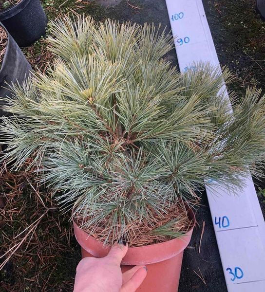 Сосна Веймутова Грег. (Pinus strobus Greg) С15 CS2322 фото