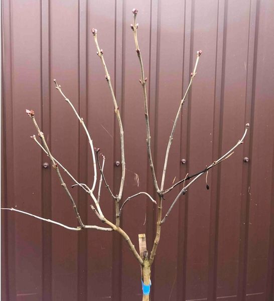 Сирень обыкновенная 'Найт'. (Syringa vulgaris Night) CS2975 фото