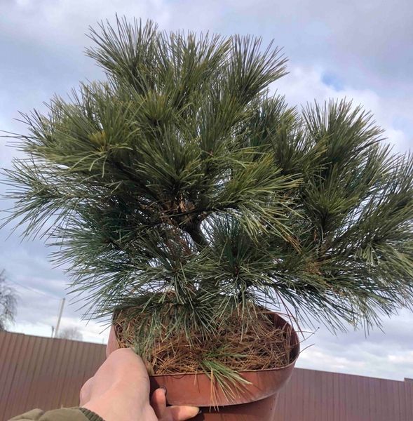 Сосна Веймутова Грег. (Pinus strobus Greg) С15 CS2322 фото