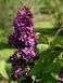 Сирень обыкновенная 'Найт'. (Syringa vulgaris Night) CS2975 фото 4