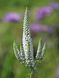 Вероника колосистая &laquo;Фест Леди&raquo; (Veronica spicata First Lady) C3 CS1795 фото 2