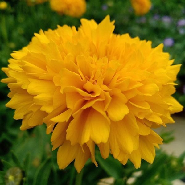 Кореопсис Соллана Голден Сфере. (CoreOpsis Solanna Golden Sphere) P9