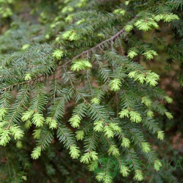 Тсуга канадська. (Tsuga canadensis) С7,50 90-95cм RS2441 фото