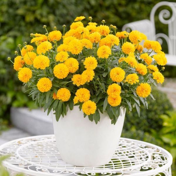 Кореопсис Соллана Голден Сфере. (CoreOpsis Solanna Golden Sphere) P9
