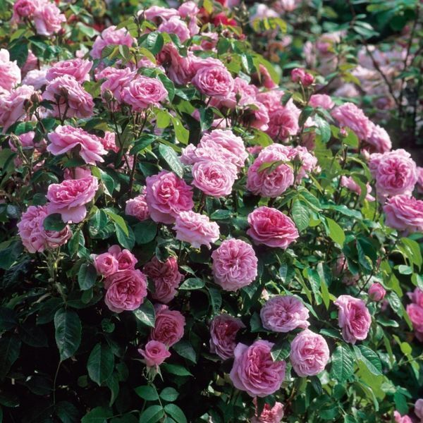 Роза Гертруда Джекил. (Gertrude Jekyll) АНГЛ. В КОНТЕЙНЕРЕ CS0395 фото