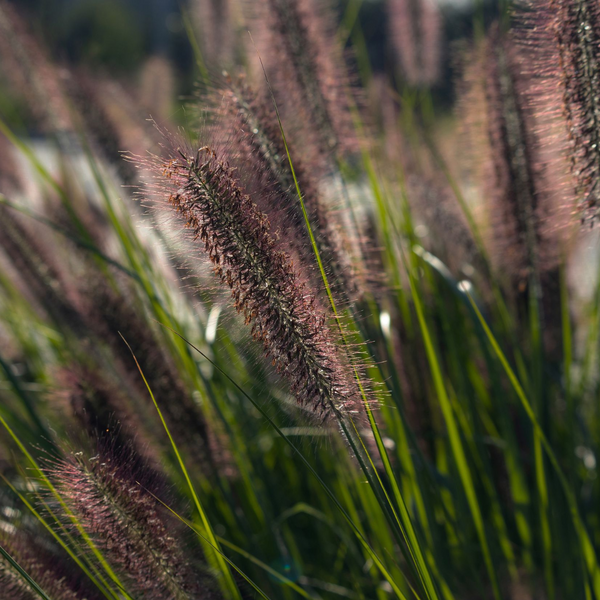 Пеннисетум лисохвостый Маудри. (Pennisetum alopecuroides Moudry) Р9 С05646 фото