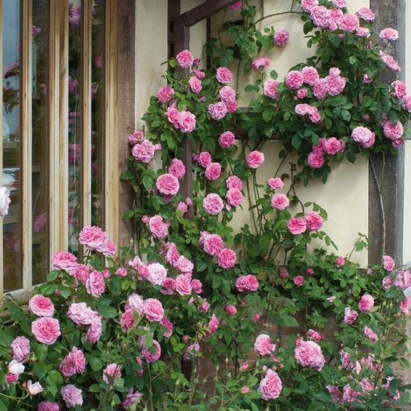 Роза Гертруда Джекил. (Gertrude Jekyll) АНГЛ. В КОНТЕЙНЕРЕ CS0395 фото