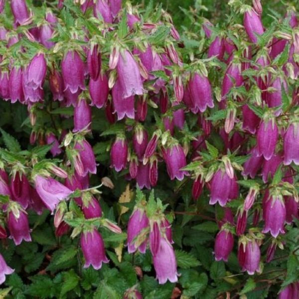 Дзвіночок точковий (Campanula punctata) Р9 V70221 фото