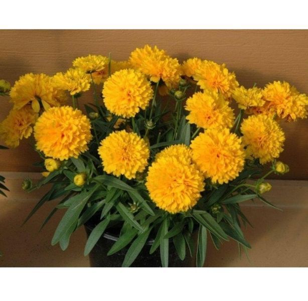 Кореопсис Соллана Голден Сфере. (CoreOpsis Solanna Golden Sphere) P9