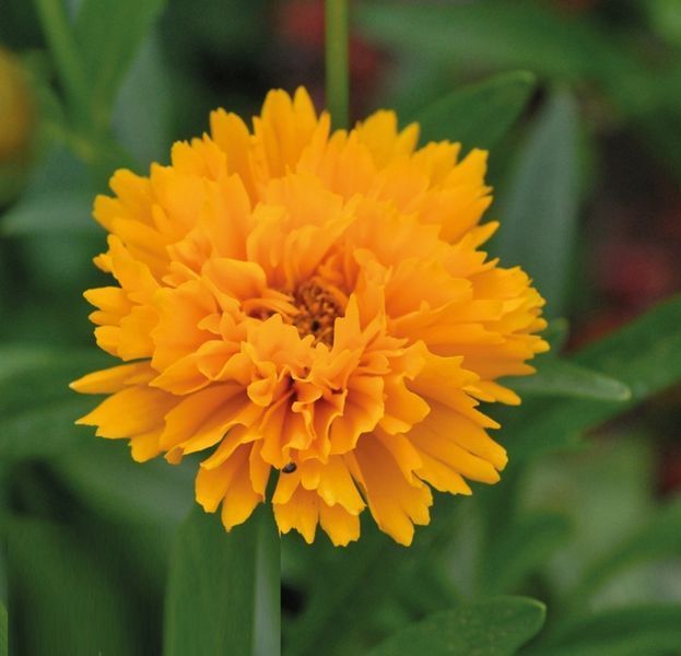 Кореопсис Соллана Голден Сфере. (CoreOpsis Solanna Golden Sphere) P9