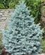 Ялина блакитна преміум сорту Маджестік. (Picea Blue SPRUCE Majtstic) С1,5 CS2072 фото 3