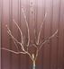 Сирень обыкновенная 'Найт'. (Syringa vulgaris Night) CS2975 фото 7