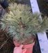 Сосна Веймутова Грег. (Pinus strobus Greg) С15 CS2322 фото 3