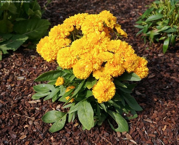 Кореопсис Соллана Голден Сфере. (CoreOpsis Solanna Golden Sphere) P9