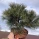 Сосна Веймутова Грег. (Pinus strobus Greg) С15 CS2322 фото 2