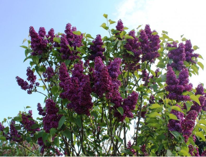 Сирень обыкновенная 'Найт'. (Syringa vulgaris Night) CS2975 фото