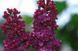 Сирень обыкновенная 'Найт'. (Syringa vulgaris Night) CS2975 фото 3